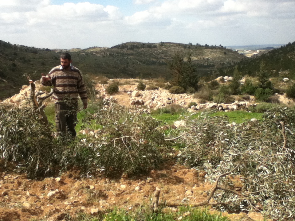 Von israelischen Siedlern gefällte Olivenbäume in dem palästinensischen Dorf Nahhalin