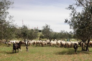 Schafe im Olivenhain, im Hintergrund der israelische Militärposten