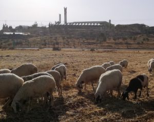 Ahmeds Schafe in den South Hebron Hills, im Hintergrund die Siedlung Susya ©EAPPI