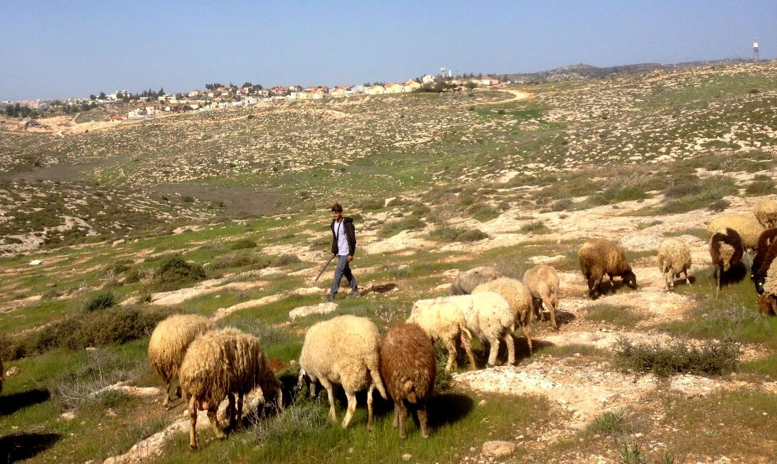Saif mit seinen Schafen, im Hintergrund die Siedlung Otniel