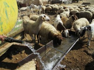 Land- und Viehwirtschaft unter erschwerten Bedingungen: Aufgrund des israelischen Restriktionen hinsichtlich des Zugangs zu Wasser müssen die palästinensischen Bauern im Jordantal Wasser zu stark erhöhten Preisen über Tankwagen beziehen; Foto © EAPPI (Cassie)