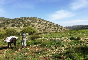 Wadi Qana, die Häuserkette auf dem Bergkamm im Hintergrund des Bildes gehört zu einer israelischen Siedlung ©EAPPI