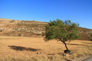 Felder und Hügel in Yanoun; © EAPPI