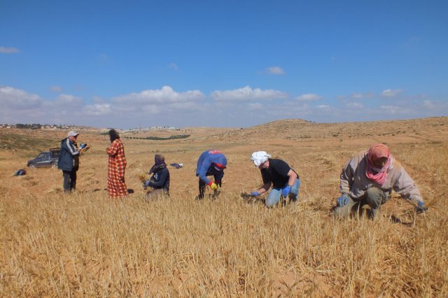 Um Leskwas, kurz vor der Grenze zu Israel: Schützende Präsenz und Erntehilfe lassen sich gut vereinbaren. Die EAPPI Teilnehmenden wurden angefragt, weil die palästinensischen Landwirte Konflikte mit den Siedlern eines nahegelegenen Außenpostens befürchteten.