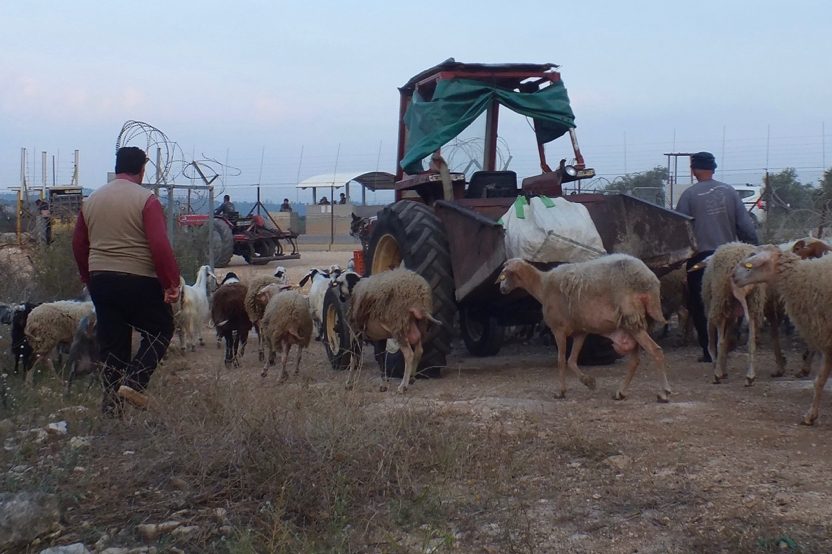 Akkaba, nördlich von Tulkarem: Bauern nutzen ein sogenanntes „landwirtschaftliches Tor“. Da die Route der Trennbarriere durch besetztes Gebiet verläuft, leben die Bauern heute östlich der Sperranlage, ein Teil ihres Landes liegt westlich davon. Zu festen Zeiten, jeweils 2-3-mal täglich, können sie die Trennbarriere überqueren, sofern sie im Besitz eines Passierscheins sind.