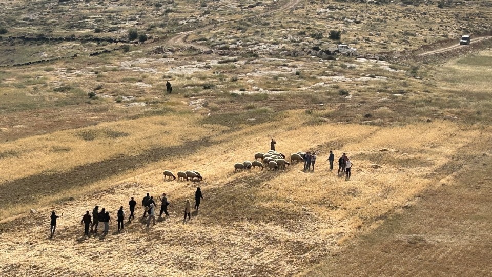 Siedler treiben ihre Schafe auf die Felder palästinensischer Familien; Foto © WCC-EAPPI/Nadja