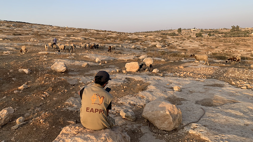 Israel/Palästina: Begleitung von Hirt:innen in den South Hebron Hills