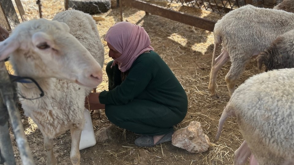 Amal beim Schafe melken; © WCC-EAPPI/Nadja