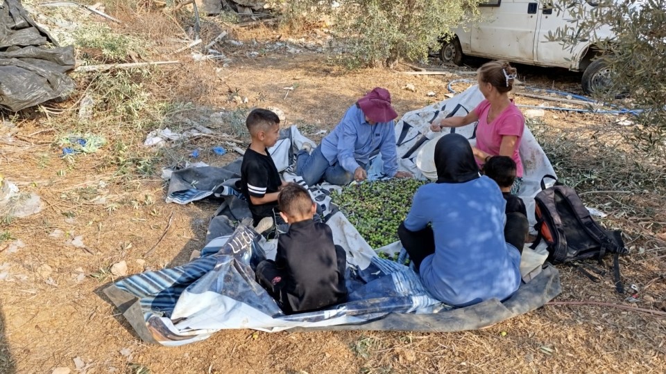 Alle packen mit an: Ernteaktion in An Nabi Samwil; Foto © WCC-EAPPI/Daniel