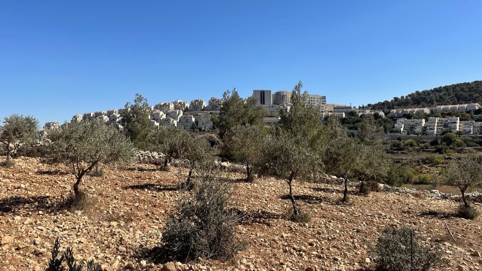 Jasmins Olivenbäume nahe der völkerrechtswidrigen Siedlung Efrat; Foto © WCC-EAPPI/Beate