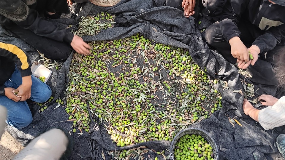 Nach der Ernte wird sortiert: Jasmins Familie mit den frisch gepflückten Oliven; Foto © WCC-EAPPI/Beate