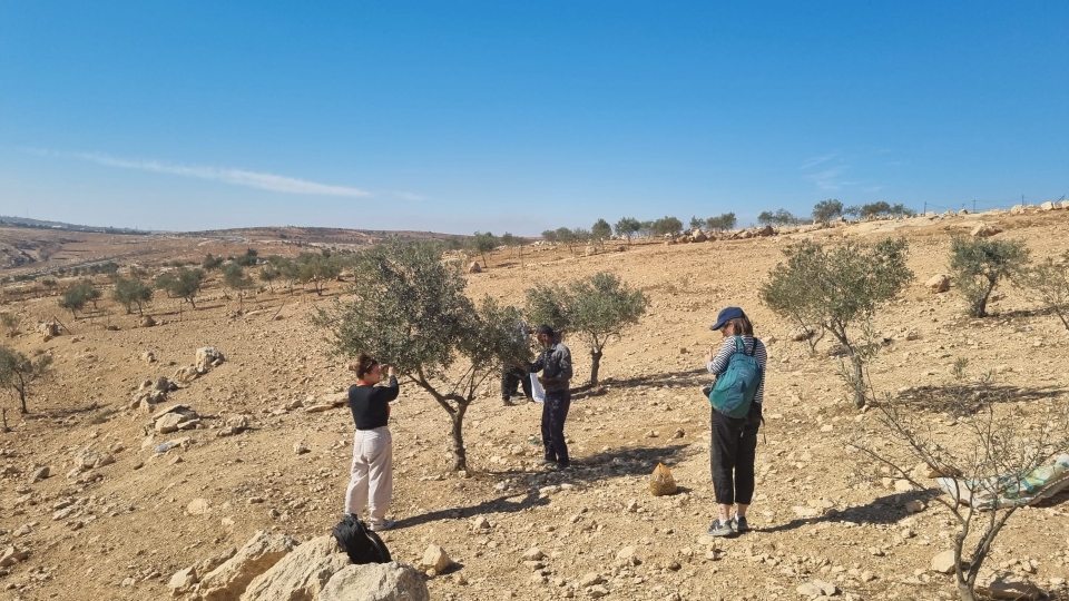Olivenernte mit Yahya in Masafer Yatta; Foto © WCC-EAPPI/Marvin