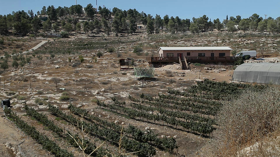 Palästina/Israel: Landwirtschaft in der Siedlung Maon