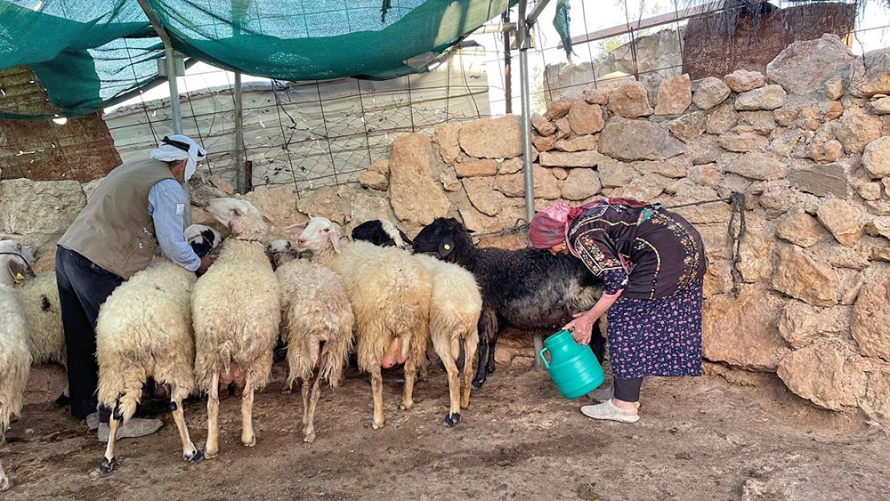 Israel/Palästina: Verhinderung nachhaltiger Landwirtschaft unter Besatzung
